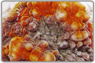 Multi Color Chalice Coral Frag